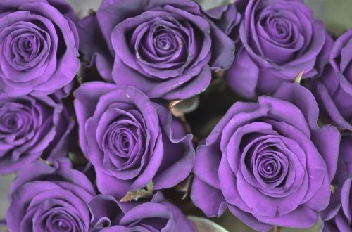 rose purple flower
