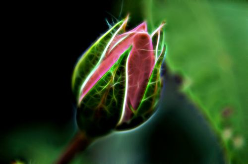 rose red bud