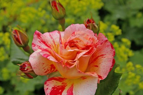 rose garden rose painter rose