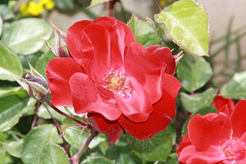 rose flower antalya