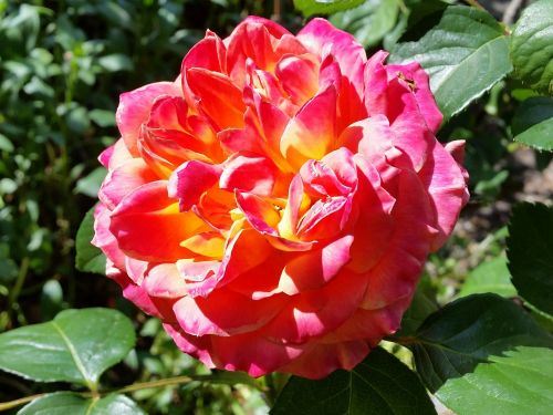 rose garden sunny