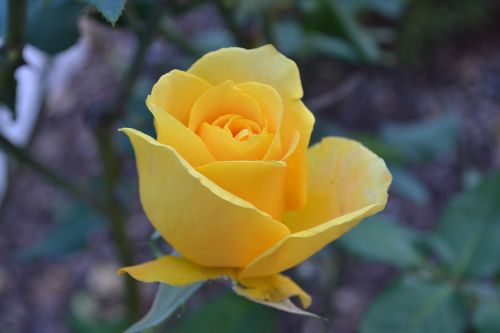 rose yellow bloom