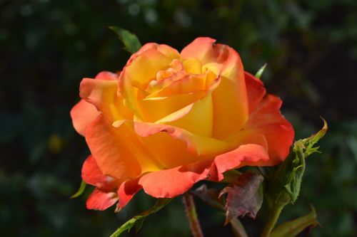 rose orange bloom