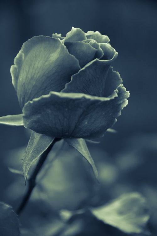 rose leaves isolated