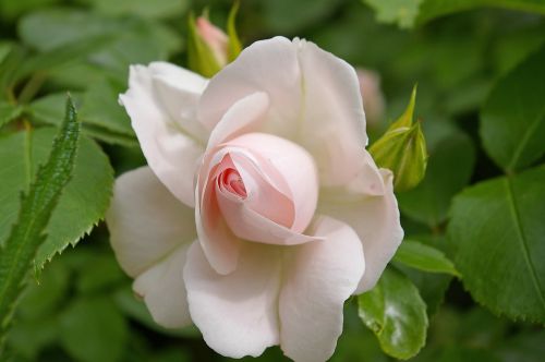 rose asperin rose tender