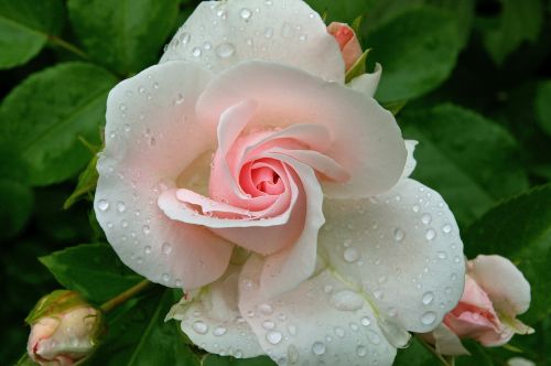 rose asperin rose tender