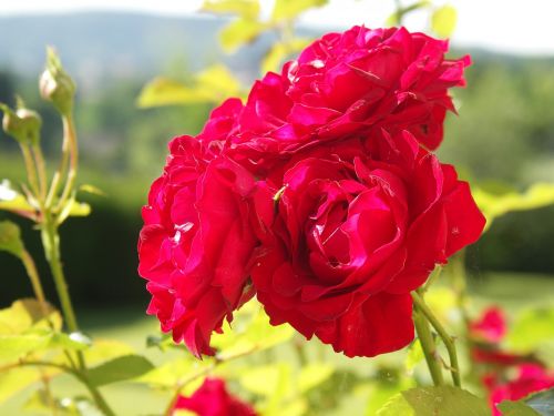 rose red nature