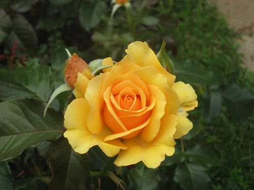 rose flower yellow