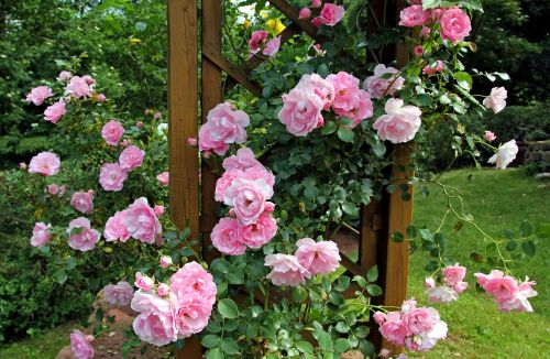 rose garden buds