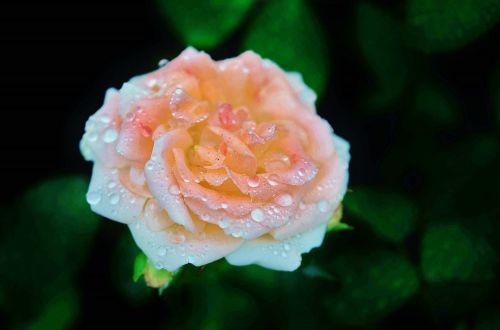 rose white pink