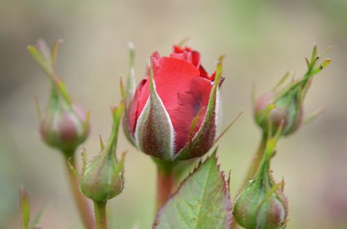 rose flower blue