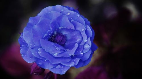rose flower blue
