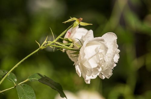 rose white summer