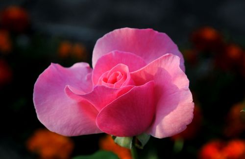 rose flower blossom