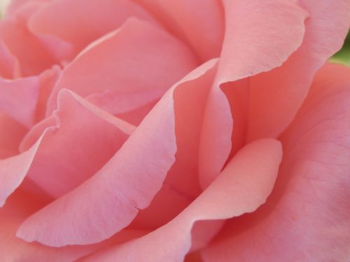 rose petal flower
