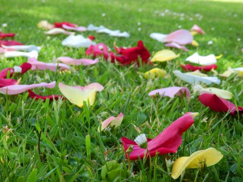 rose petal grass
