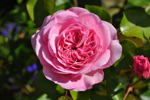 rose flower garden