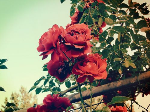 rose flower sky