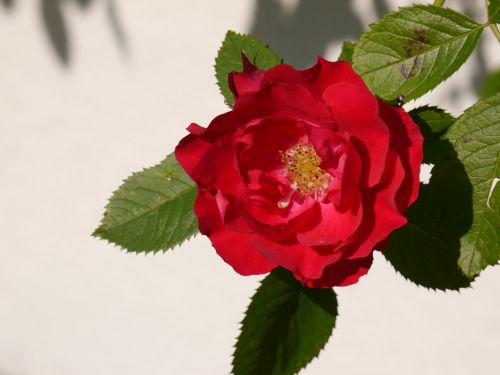 rose flower red