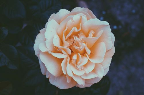 rose orange white