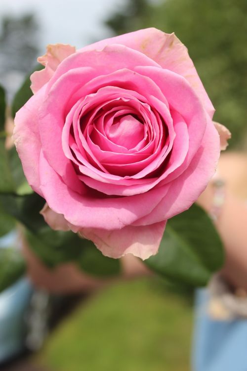 rose pink flower