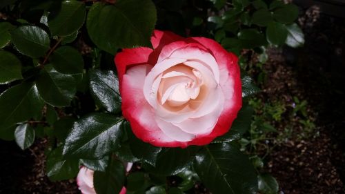 rose nature garden