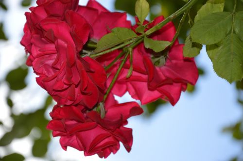 rose climbing rose red