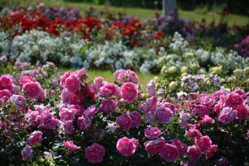 rose flowers