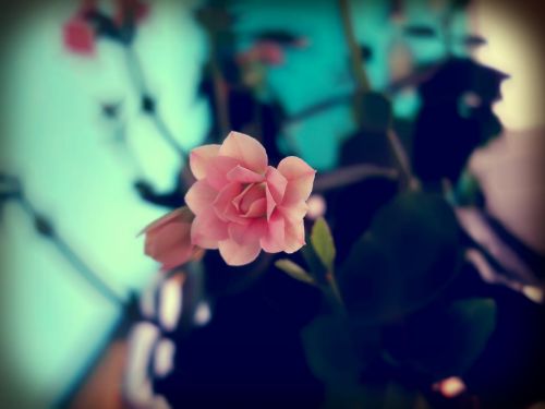 rose flower pink