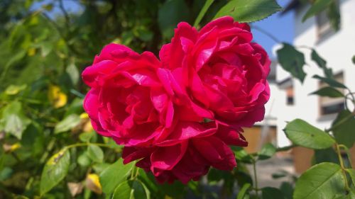 rose garden flower