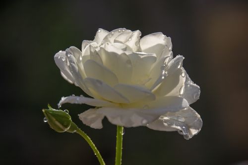 rose flower shrub rose