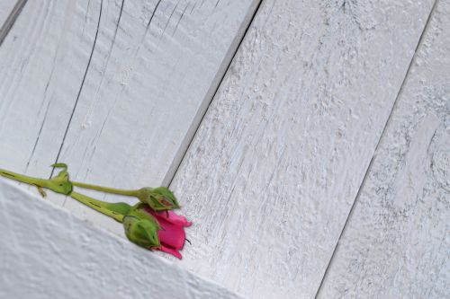 rose pink wall