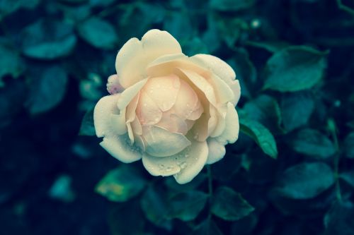rose flower plant