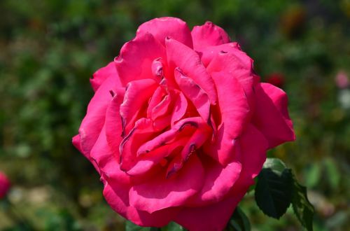 rose flowers plant