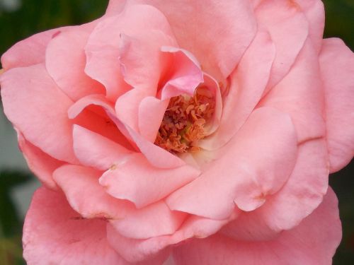 rose flower floral