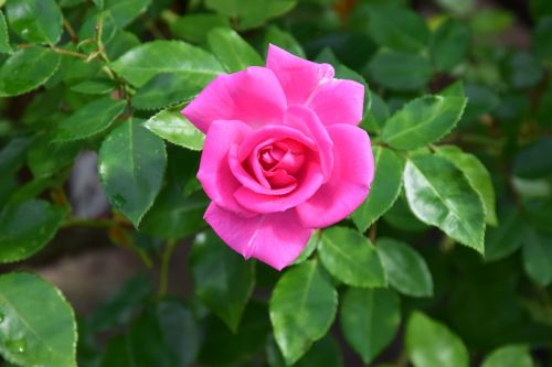rose pink nature