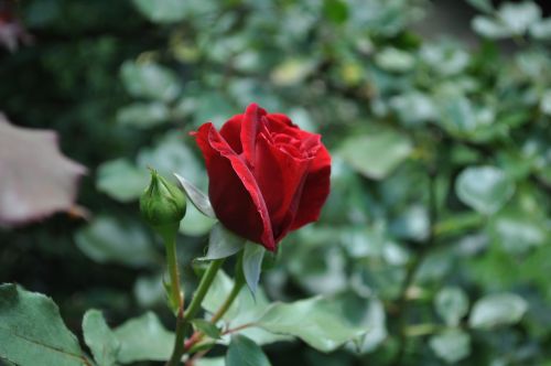 rose red rose red