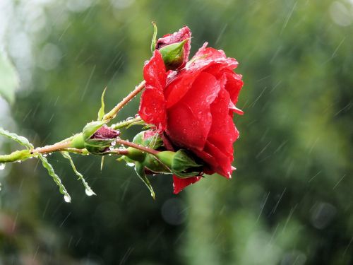 rose flowers rain