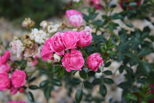 rose flower pink roses