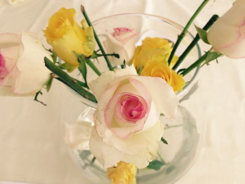rose flowers vase