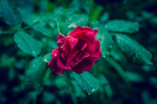 rose red raindrops
