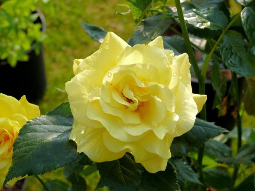 rose yellow bloom