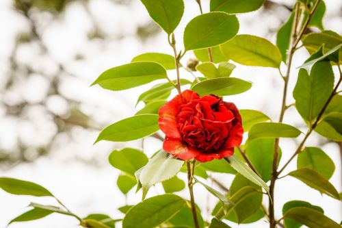 rose flower blossom