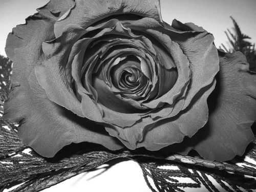 rose black and white flower