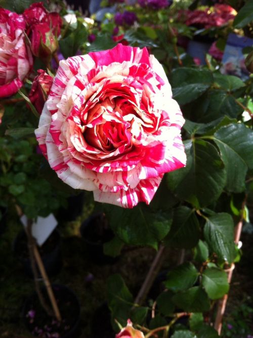 rose bi color blossom
