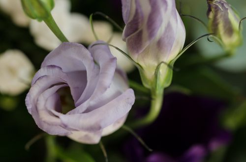 rose purple close up