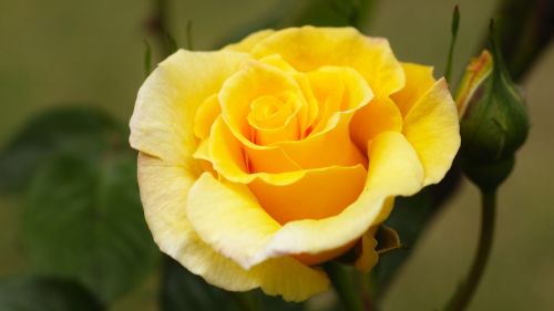 rose huang rose yellow flower
