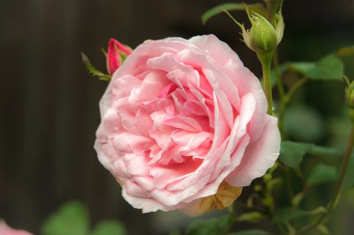 rose pink blossom