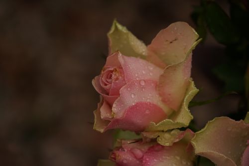 rose drop of water flower