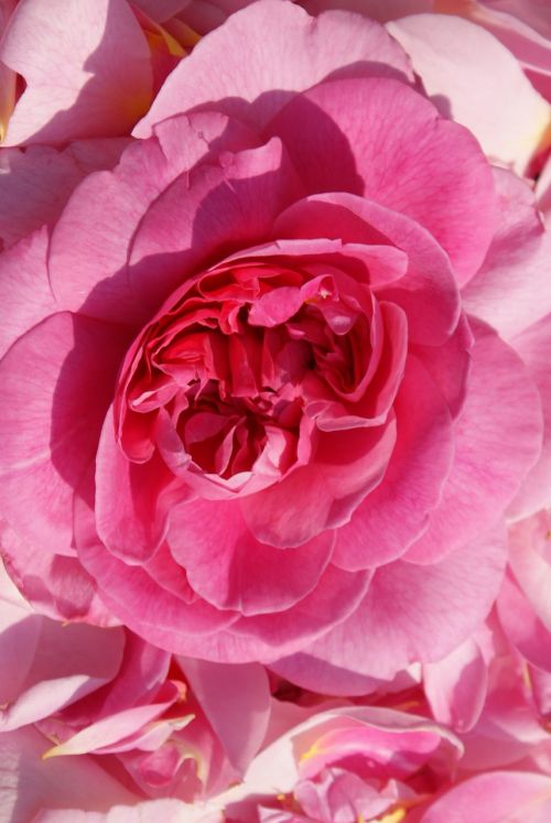 rose rose flower flower